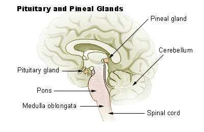 Epifýza (pineal glang). (wikimedia)