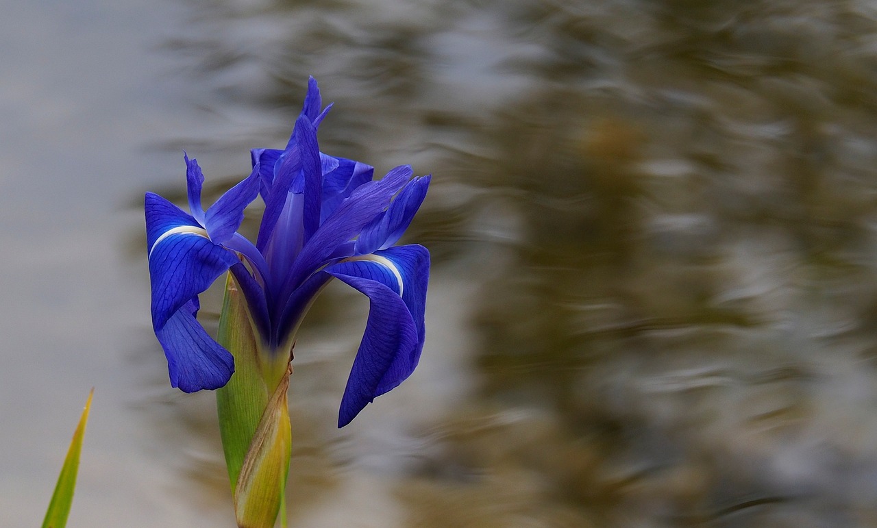 Modrá lilie