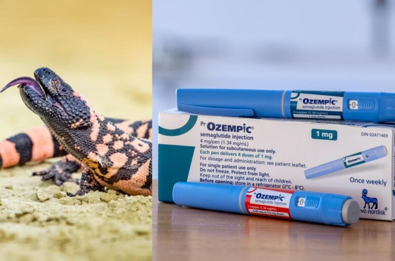ještěrka a ozempic hotovo